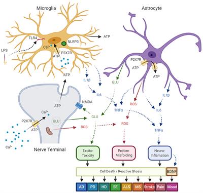 Frontiers | P2X7 Receptors in Neurodegeneration: Potential 